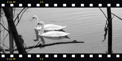 Compagnons